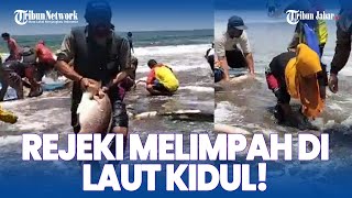 VIRAL Ratusan Kakap Merah Laut Kidul Sekali Tarik Jaring Nelayan Pangandaran Melimpah Ruah