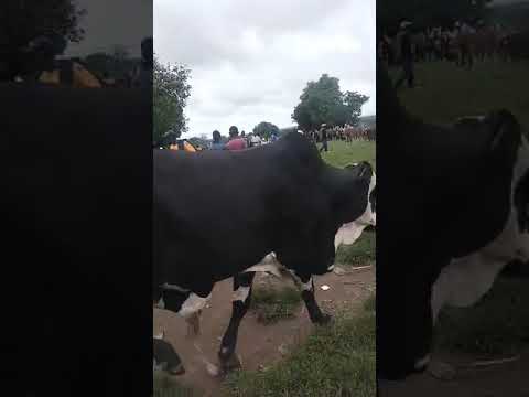 Limbu Luchagula Kanunuwa Ng Ombe