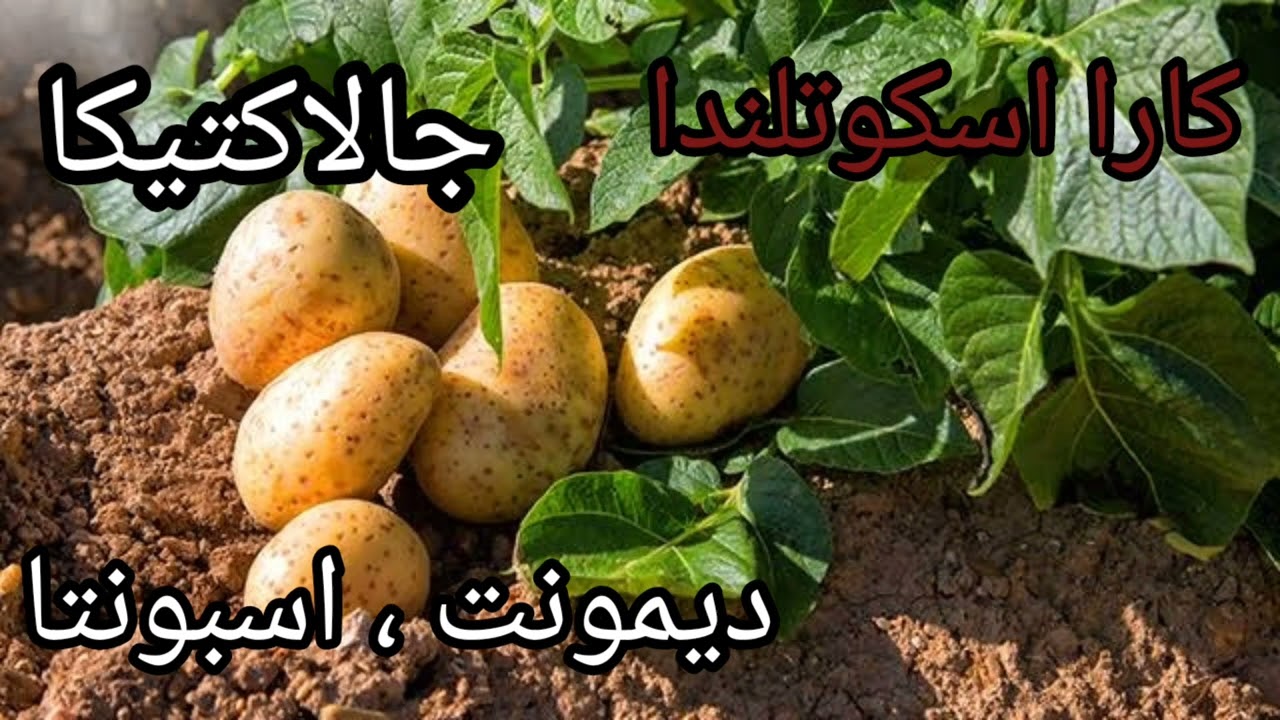 أجود أنواع البطاطس التقاوي للموسم الصيفي العالية الإنتاج والمقاومة للأمراض والاسعار الموجودة حاليا