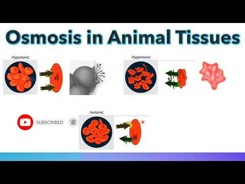 3.2 OSMOSIS || IGCSE BIOLOGY || https://www.l2htuition.com