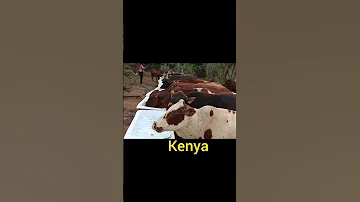 Nature Duet Bongotv Bongoflava Ireberotv Automobile Bongo Bongomusic Bongocomedy 
