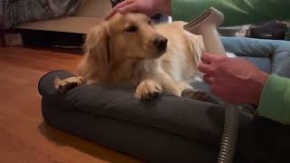 Best Dog Grooming Vacuum