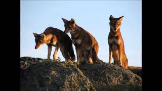 hacaaluu hundessaa harar song 2014   YouTube