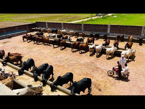 Biggest Cattle Farm Sialkot | Cattle Farming Tips 2023 | Bachra Farming In Pakistan | By Asim Faiz