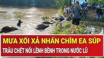 Mưa xối xả nhấn chìm Ea Súp, hàng chục con trâu chết nổi lềnh bềnh trong nước lũ