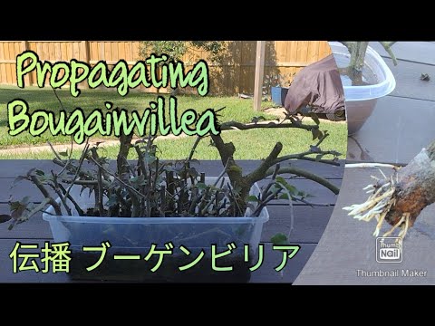 [Bonsai Journal] Propagating Bougainvillea Cuttings ° ブーゲンビリアの繁殖 11/27/21