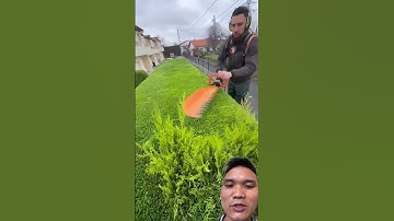 Hàng rào cây cảnh ở Mỹ #garden