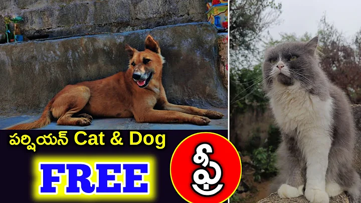 Video 4728401: persian cat adoption, quality persian cat, persian cat dog, adoptable pet