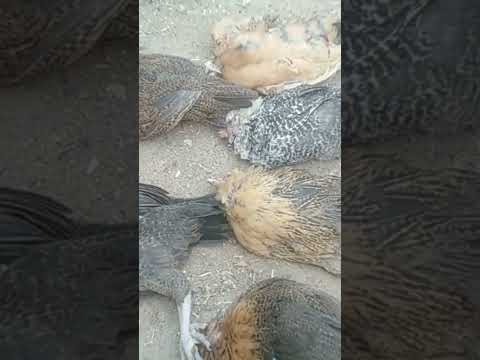 موت الفراخ المفاجئ انا صحيت الصبح لقيت الفراخ متكوم نسانيسو نيسان عبد السلام تربية الفراخ