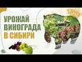 Урожай винограда в Сибири | 2021 🍇