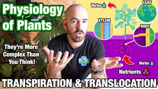 Transpiration and Translocation: How Plants Transport Nutrients and Water