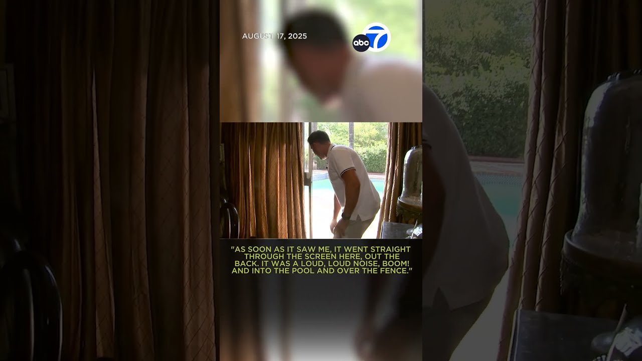 Mountain Lion Strolls Through Front Door Of La Verne Home