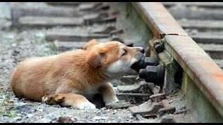 Дети на железнодорожных путях/Children on the railroad tracks