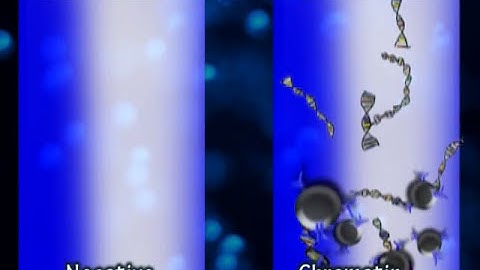 ChIP-Seq Animation Biol3006