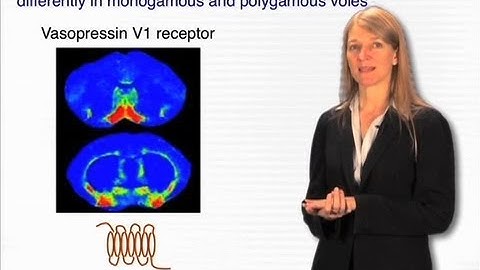 Social behaviors - Cori Bargmann (Rockefeller/HHMI)