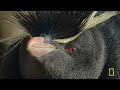 Home at the End of the Earth (Full Episode) | Incredible Animal Journeys | Nat Geo Animals