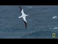 Home at the End of the Earth (Full Episode) | Incredible Animal Journeys | Nat Geo Animals
