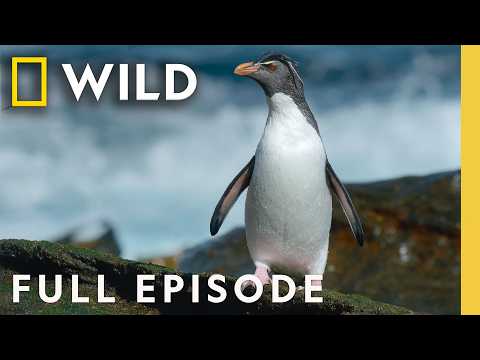 Home at the End of the Earth (Full Episode) | Incredible Animal Journeys | Nat Geo Animals