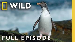 Home At The End Of The Earth  Episode  Incredible Animal Journeys  Nat Geo Animals