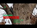 Plein Air Fails &amp; Successes of Woodpecker Quick Study Sketches &amp; Painting