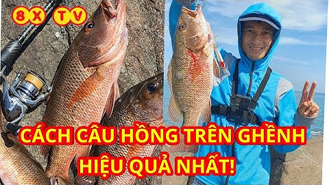 CÁCH CÂU LURE GHỀNH LÊN CÁ HỒNG BỰ | CÂU LURE HỒNG VƯỢC TẠI GÀNH 8X TV