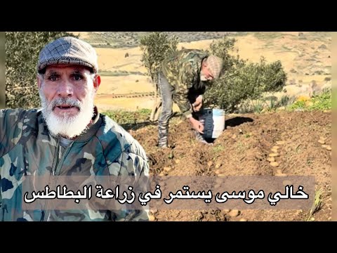 خالي موسى يستمر في زراعة البطاطس في شهر يناير 2026 
