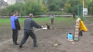 Конкурс "Лучшая охранная собака", вео Арчи Конкурс "Лучшая охранная собака", вео Арчи