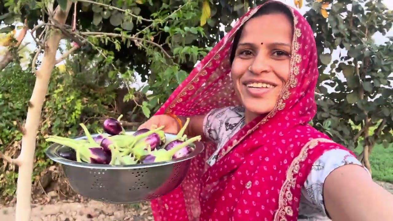 Сегодня начинается уборка пшеницы в Реджи.