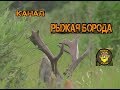 Охота на косулю. Трофейные рога ! Reh-Jagd. Hörner, Super !