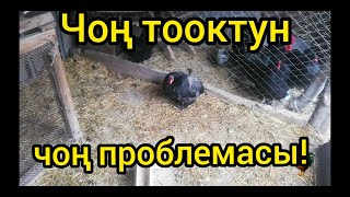 Ойдо жок жерден оорусун көрүп калдым. Айыктыра аламбы же өлөбү?