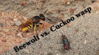 Beewolf (Philanthus triangulum) vs. the Cuckoo wasp (Chrysididae)