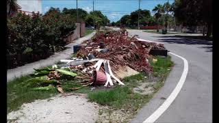 How Much Does Tree Branch Removal Junk Removal Cost In Albuquerque NM? ABQ Household Services