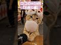ココのASMR『お祭り編』#ai猫#猫#asmr #ゴロゴロ#ほぼゴロ#ふわふわ#もふもふ#お祭り#aicat #cat #catlovers #catpurring