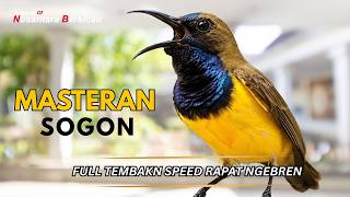 Masteran Sogon Full Tembak Speed Rapat Isian Ngebren