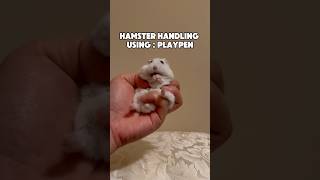 My favorite method is to play with a hamster in a playpen! #hamstertips #hamster #hamsters