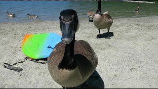 Attack Of The Geese !!! 06.17.16