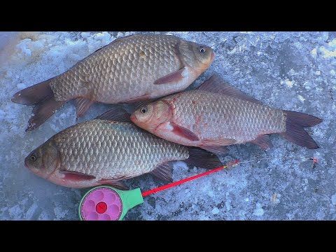 Зимняя рыбалка  Ловля крупного карася на бутерброд ( опарыш + мотыль). My fishing