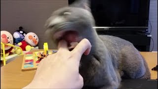毎日毎日パソコン占領猫との戦い。でも最後は握手で仲直り。