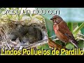 Lindos Polluelos de Pardillo en el nido grabo PRECIOSAS IMÁGENES pajaro alimenta a sus crias