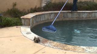 Ducklings Trying to Escape from Swimming Pool