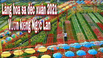 Làng hoa sa đéc xuân 2021 tại vườn kiểng ngọc lan sa đéc | Khương Nhựt Minh