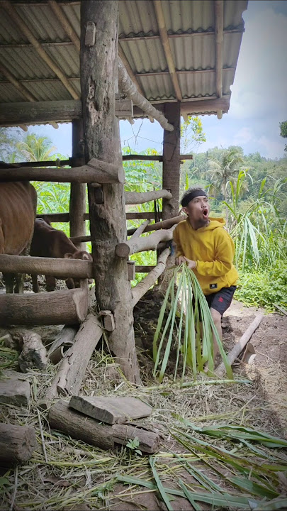 There's a Cow Snoring Sound #short #funny #viral