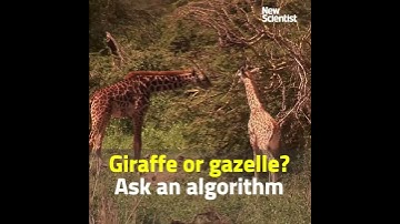 Deep learning tells giraffes from gazelles in the Serengeti