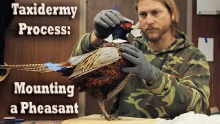 Mounting a RingNecked Pheasant (Taxidermy Process How To Overview) Wildlife Animal Art Taxidermist