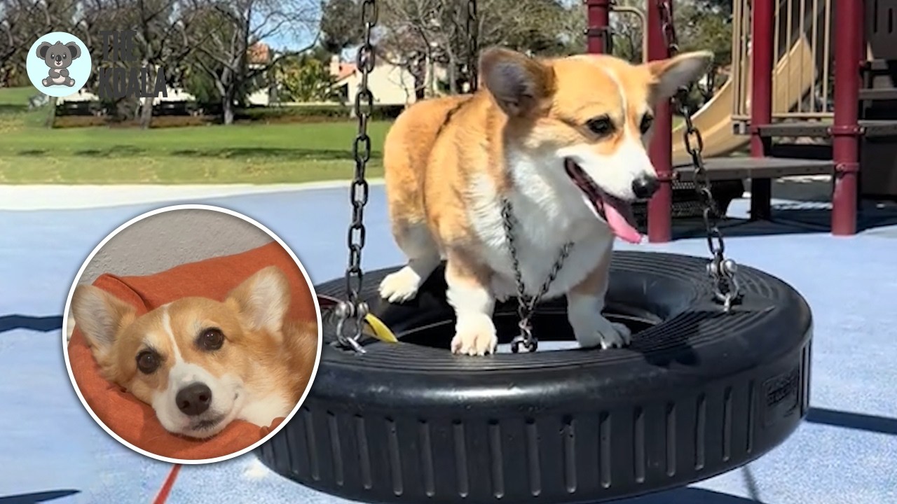 Corgi JXK 1:6 Scale Fat Welsh Corgi Pembroke Model Animal Dog Scene