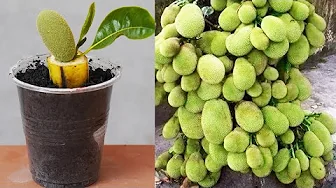 Easy And Fast Method To Grow Iackfruit