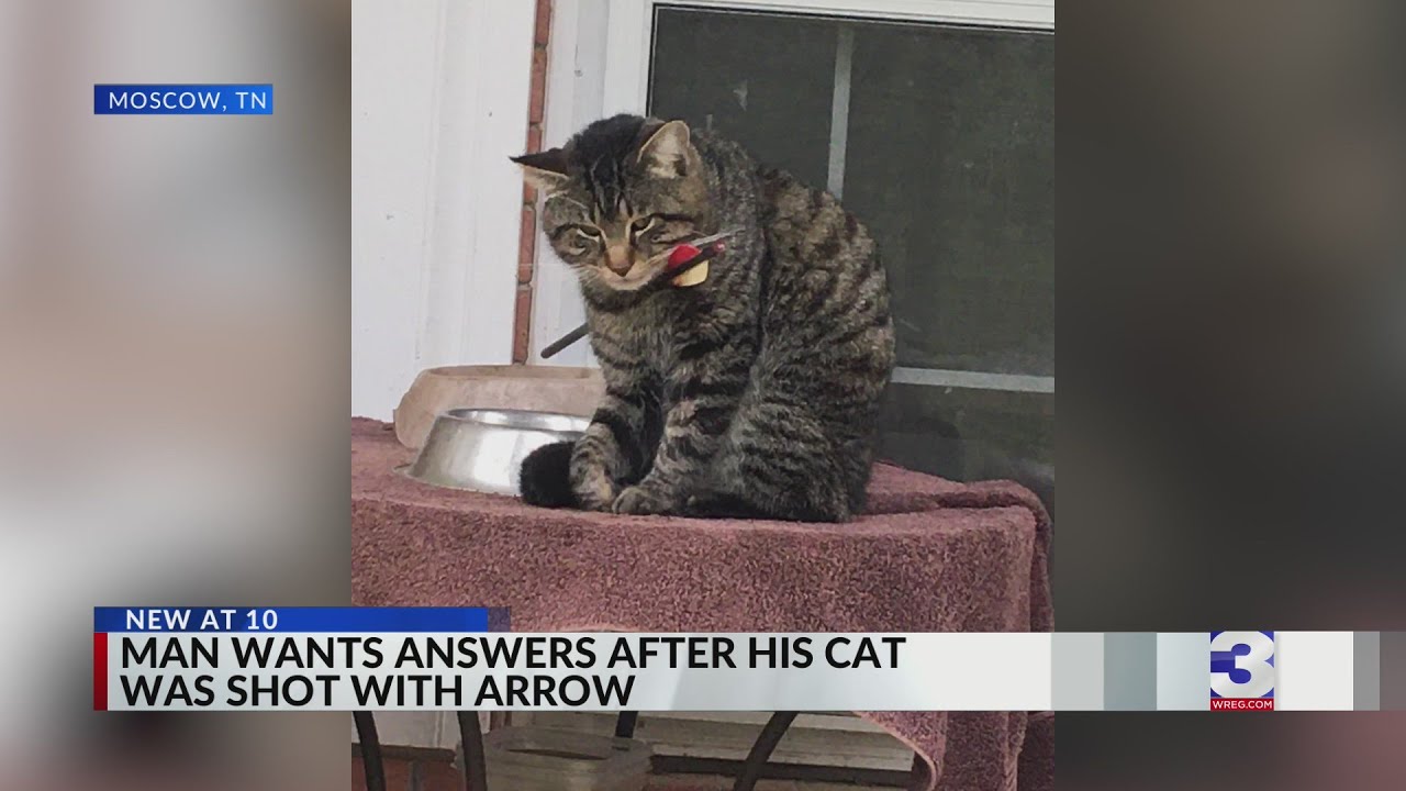 Fayette County cat shot with Arrow, owner seeks answers YouTube