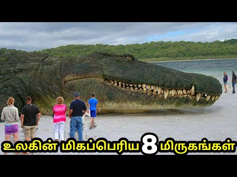 உலகில் வாழ்ந்த 8 மிகப்பெரிய உயிரினங்கள் | 8 Biggest animal of all time | Tamil