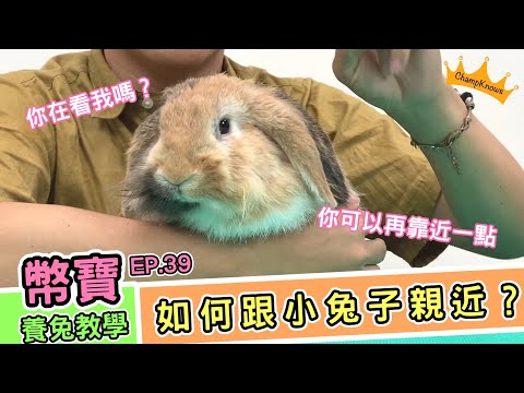 該如何跟兔子親近？跟著步驟做讓你也能抱到你家兔兔！｜幣寶養兔教學系列 EP 39｜ChampKnows【冠軍知道】