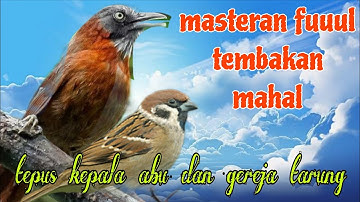 Tembakan masteran mahal 🔥🔥 Tepus kepala abu dan gereja tarung
